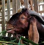 Harga Kambing Jantan Umur 6 Bulan