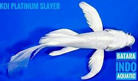 Jenis Ikan Koi Slayer Platinum